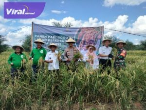 Raih Untung Lewat Program Kesatria, Terbukti Petani OKI berhasil Panen Padi Gogo di Lahan Sawit. Foto : viralsumsel.com/zep