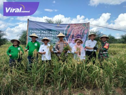 Raih Untung Lewat Program Kesatria, Terbukti Petani OKI berhasil Panen Padi Gogo di Lahan Sawit. Foto : viralsumsel.com/zep