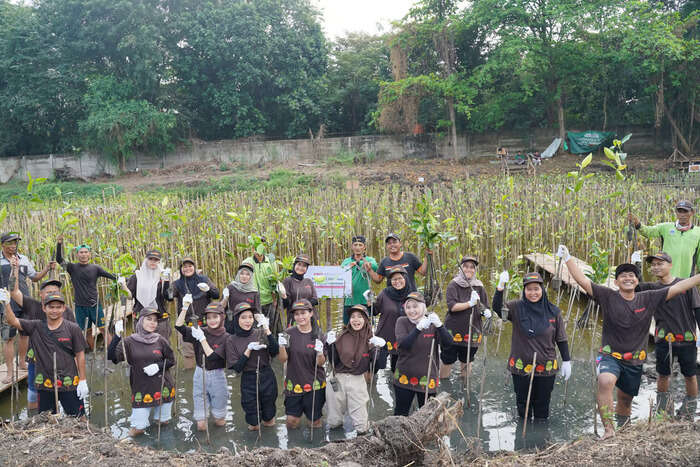 PT Pigeon Indonesia Tanam 1.000 Pohon Mangrove di Pantai Indah Kapuk Jakarta. Foto: viralsumsel.com