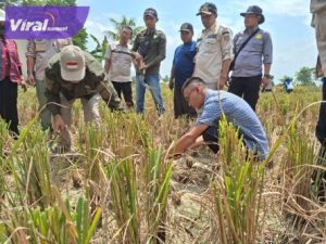 Inovasi Tanam Padi "Salibu" di OKU Timur, Hemat Biaya Hingga 30 Persen dan Bisa Panen 4 Kali Setahun. Foto : viralsumsel.com /ril
