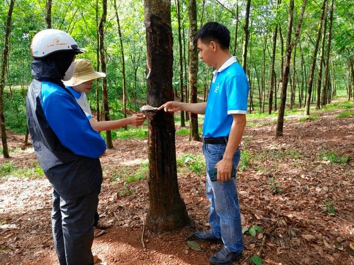 Huy Anh Rubber Co., Ltd. Gandeng KOLTIVA Penuhi Kepatuhan EUDR dan Perkuat Posisi di Pasar Uni Eropa. Foto : viralsumsel.com