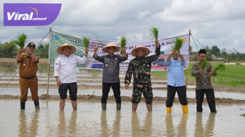 Kebut Optimasi Lahan, Petani OKI Tanam Padi IP 300. Foto : viralsumsel.com