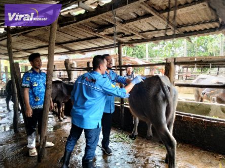 Menyelamatkan Kerbau Pampangan OKI dari Kepunahan. Foto : viralsumsel.com /zep