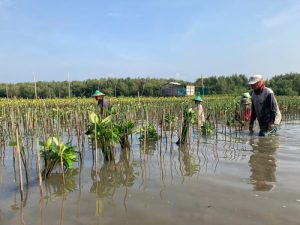 Selamatkan Pesisir Lewat Momentum Hari Menanam Pohon Nasional. Foto: viralsumsel.com
