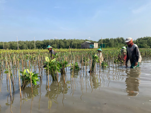 Selamatkan Pesisir Lewat Momentum Hari Menanam Pohon Nasional. Foto: viralsumsel.com