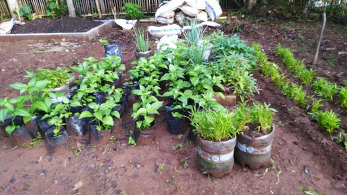 Transformasi Limbah dengan Kebun Galon. Foto : viralsumsel.com