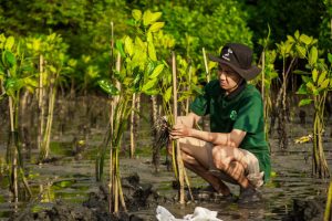 Usaha Konservasi Mangrove di Teluk Benoa oleh LindungiHutan dan Bendega. Foto : viralsumsel.com