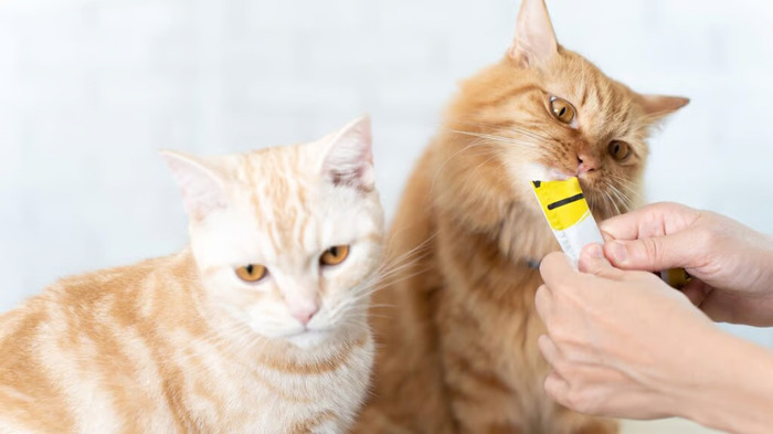 Mengapa Memilih Snack Kucing dengan Bahan 100% Ikan Asli? Foto: viralsumsel.com