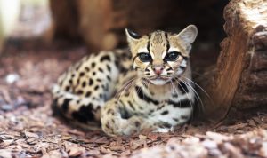 3 Ras Kucing Paling Langka di Dunia