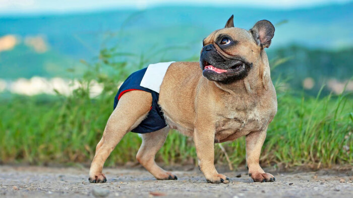 Cara Efektif Melatih Anjing Agar Nyaman Menggunakan Popok. Foto: viralsumsel.com