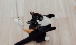 Mengapa Makanan Basah Penting untuk Kesehatan Kucing Anda? Foto: viralsumsel.com Mengapa Makanan Basah Penting untuk Kesehatan Kucing Anda? Foto: viralsumsel.com