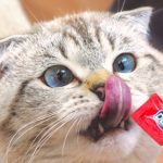 Cara Memberikan Treats Kucing yang Benar. Foto : viralsumsel.com