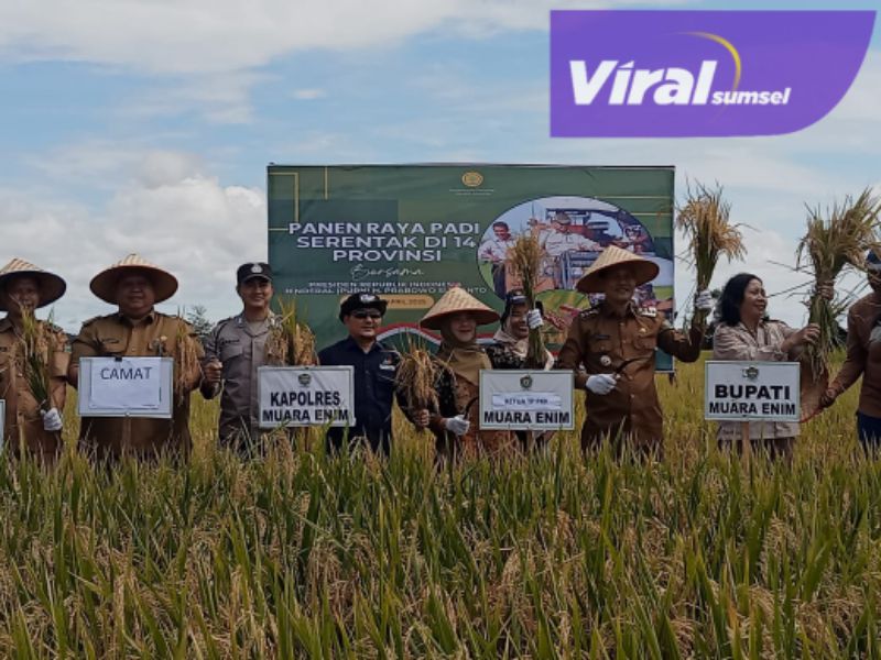 Bupati Edison ikuti Panen Raya Padi serentak di 14 Provinsi, hamparan sawah desa Tanjung jati. Foto : viralsumsel.com /ril