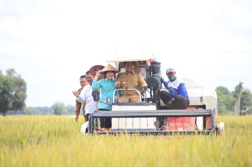 Herman Deru Ikut Panen Raya Serentak Bersama Presiden Prabowo di Kabupaten OKI. Foto  : humas pemprov 