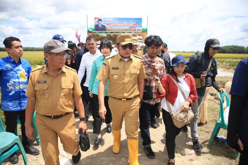 Herman Deru Ikut Panen Raya Serentak Bersama Presiden Prabowo di Kabupaten OKI. Foto  : humas pemprov 