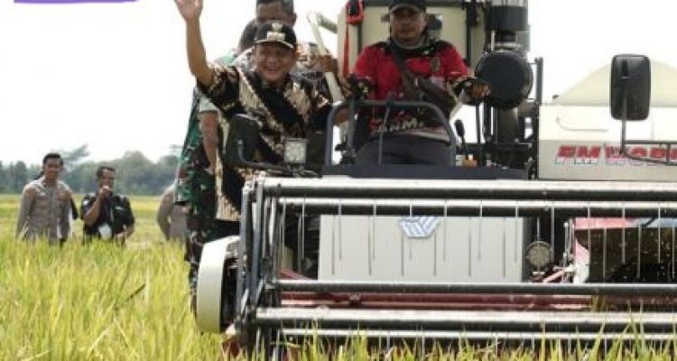 Panen Raya di OKU Timur: Petani Sumsel Dapat ‘Hadiah’ dari Presiden. Foto : viralsumsel.com /lay