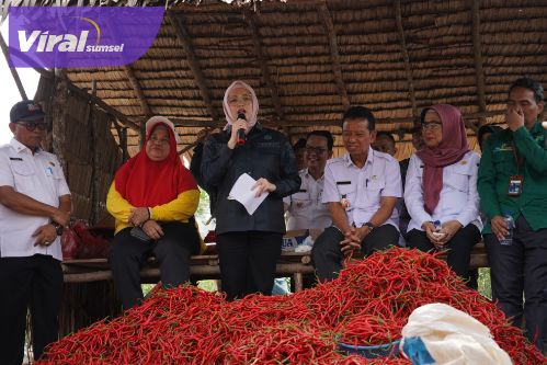 Panen Raya Cabe Banyuasin, Netta Indian Dorong Petani Jadi Pilar Ketahanan Pangan Daerah!. Foto : viralsumsel.com /no