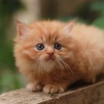 Kitten Persia, Jenis Kucing Rumahan yang Membutuhkan Perhatian Khusus. Foto: viralsumsel.com