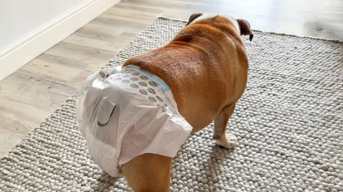 Tips Menjaga Kebersihan Rumah Saat Anjing Menstruasi. Foto: VRITIMES.com