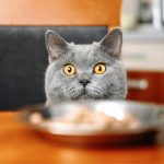 Bahaya Memberikan Makanan Manusia pada Kucing. Foto: viralsumsel.com