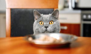 Bahaya Memberikan Makanan Manusia pada Kucing. Foto: viralsumsel.com