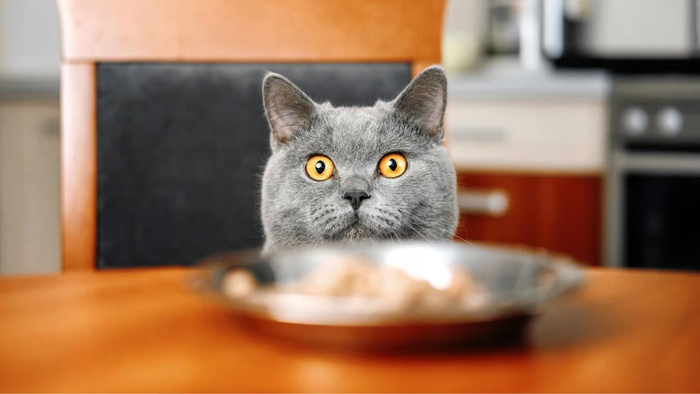 Bahaya Memberikan Makanan Manusia pada Kucing. Foto: viralsumsel.com