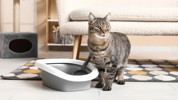 Cara Efektif Menggunakan Litter Box Kucing Jenis Terbuka di Dalam Rumah. Foto: viralsumsel.com