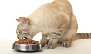 Tips Memilih Tempat Makan Kucing yang Aman & Nyaman. Foto: viralsumsel.com