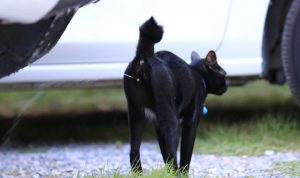 Kucing Pipis Sembarangan di Rumah Jadi Tanda Kucing Birahi. Foto: viralsumsel.com