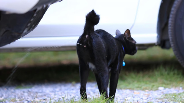 Kucing Pipis Sembarangan di Rumah Jadi Tanda Kucing Birahi. Foto: viralsumsel.com