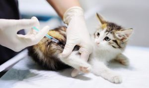 Panduan Makanan Kucing Setelah Vaksinasi. Foto: VRITIMES.com
