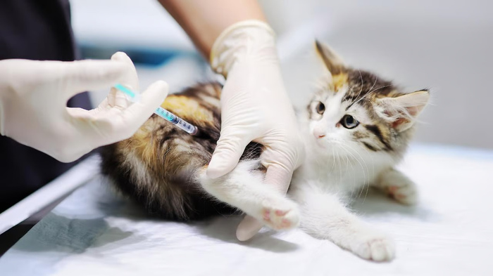 Panduan Makanan Kucing Setelah Vaksinasi. Foto: VRITIMES.com
