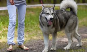 Rekomendasi Taman Kota Pet Friendly. Foto : viralsumsel.com