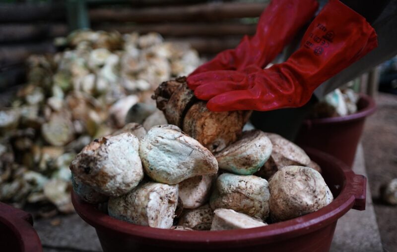 SOCFIN Bermitra dengan KOLTIVA. Foto: viralsumsel.com