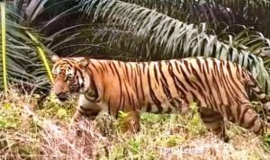 Warga Plakat Tinggi Muba Dihebohkan Dugaan Kemunculan Harimau Sumatera, Ditemukan Jejak dan Penampakan Langsung