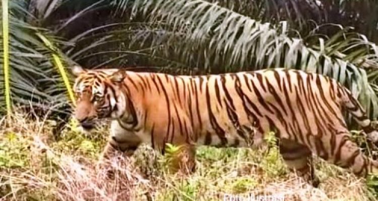 Warga Plakat Tinggi Muba Dihebohkan Dugaan Kemunculan Harimau Sumatera, Ditemukan Jejak dan Penampakan Langsung
