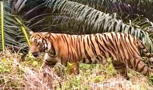 Warga Plakat Tinggi Muba Dihebohkan Dugaan Kemunculan Harimau Sumatera, Ditemukan Jejak dan Penampakan Langsung