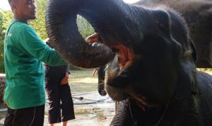Menjaga Habitat Gajah Sumatera, LindungiHutan Hijaukan Taman Nasional Way Kambas. Foto: viralsumsel.com