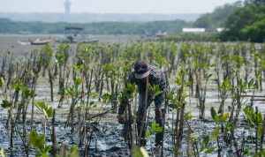 Menarik! LindungiHutan Soroti Peran Mangrove sebagai Habitat Satwa.Foto: viralsumsel.com