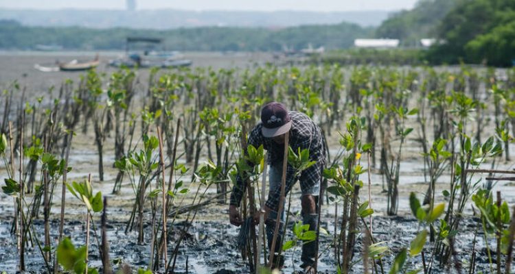 Menarik! LindungiHutan Soroti Peran Mangrove sebagai Habitat Satwa.Foto: viralsumsel.com