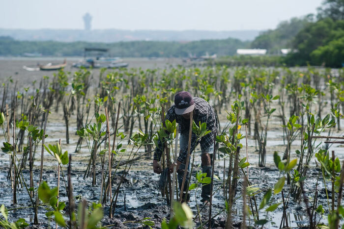Menarik! LindungiHutan Soroti Peran Mangrove sebagai Habitat Satwa.Foto: viralsumsel.com