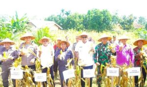 Panen Raya Jagung Serentak, Wujud Komitmen Prabumulih Mendukung Program Swasembada Pangan Nasional. Foto : viralsumsel.com /man