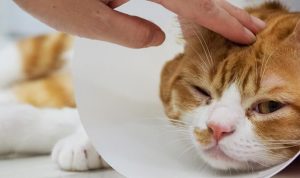 Tips Menghindari Kucing Sakit agar Tetap Aktif dan Bahagia. Foto: viralsumsel.com