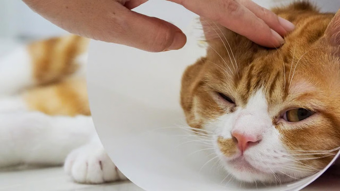 Tips Menghindari Kucing Sakit agar Tetap Aktif dan Bahagia. Foto: viralsumsel.com