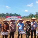 Wali Kota Lubuk Linggau Panen Raya Jagung Kuartal II Dukung Swasembada Pangan 2025. Foto : viralsumsel.com /win