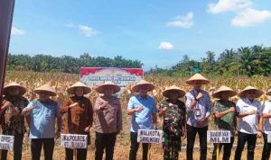 Wali Kota Lubuk Linggau Panen Raya Jagung Kuartal II Dukung Swasembada Pangan 2025. Foto : viralsumsel.com /win