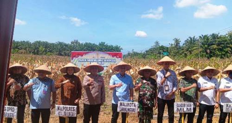 Wali Kota Lubuk Linggau Panen Raya Jagung Kuartal II Dukung Swasembada Pangan 2025. Foto : viralsumsel.com /win
