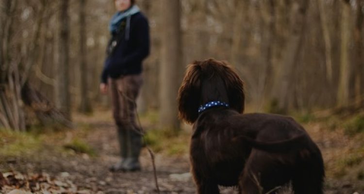 Menikmati Trekking Bersama Anjing: Tips Aman dan Nyaman Jelajah Alam dengan Sahabat Berkaki Empat