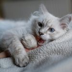 Mengenal Bahasa Kucing dan Arti Gerakannya: Panduan Lengkap untuk Pemilik yang Peduli