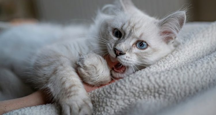 Mengenal Bahasa Kucing dan Arti Gerakannya: Panduan Lengkap untuk Pemilik yang Peduli